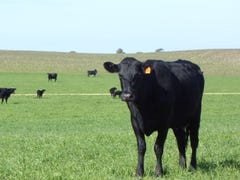 1274 Tauragat Well Road, Coonalpyn, SA 5265